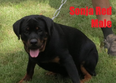 Smaug X Sonja Red Male