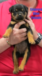 Worf X Empress Blue Female