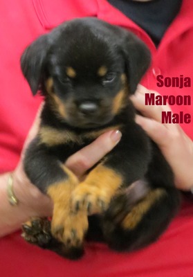 Smaug X Sonja Maroon Male