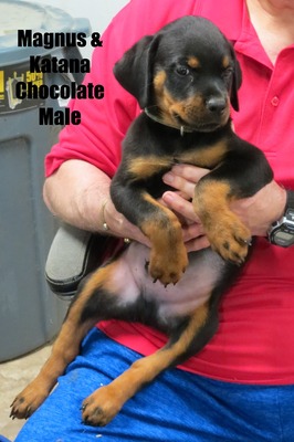 Magnus x Katana Chocolate Male