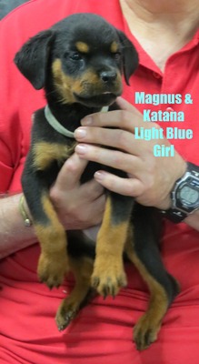 Magnus x Katana Light Blue Female