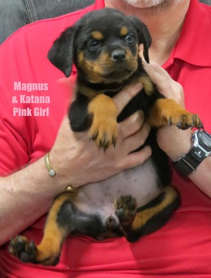 Magnus x Katana Pink Female