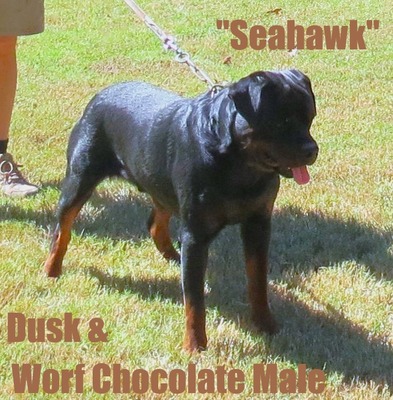 Worf X Dusk Chocolate Male