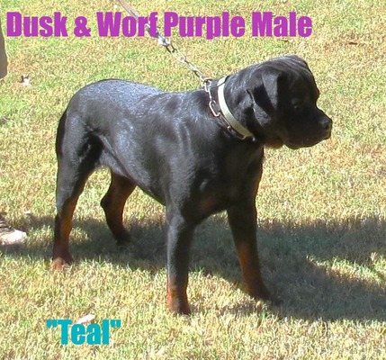 Worf X Dusk Purple Male