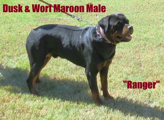 Worf X Dusk Maroon Male