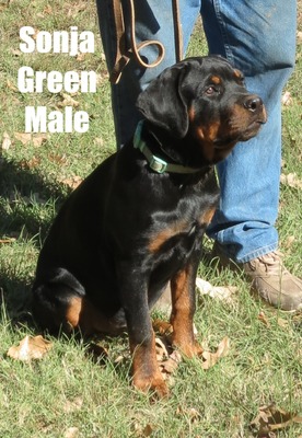 Smaug X Sonja Green Male