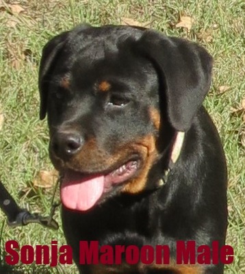 Smaug X Sonja Maroon Male