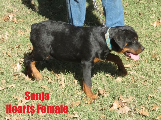 Smaug X Sonja Hearts Female