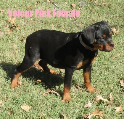 Xanthos X Velour Pink Female