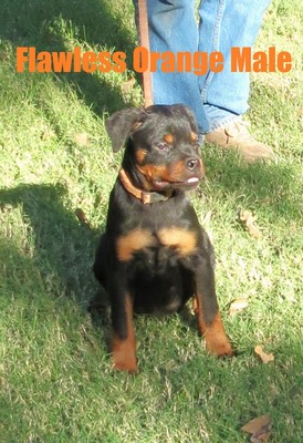 Xanthos x Flawless Orange Male w/ Tail