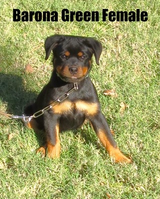 Monaco X Barona Green Female