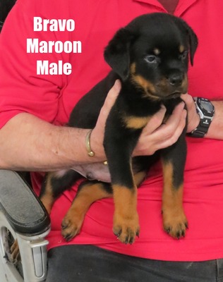 Worf X Bravo Maroon Male