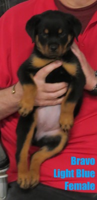 Worf X Bravo Light Blue Female