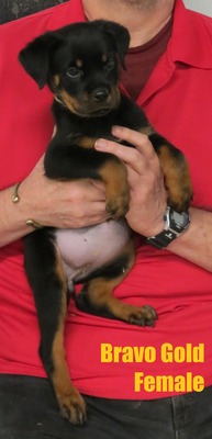 Worf X Bravo Gold Female