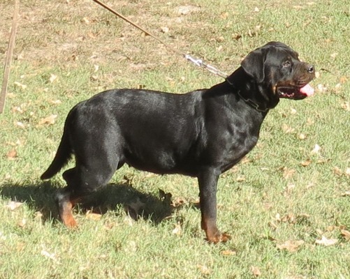 Draco's Zoey Von Warterr