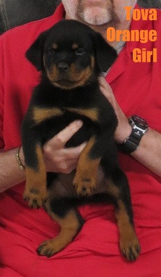 Vader X Tova Orange Female