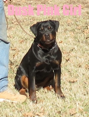 Final Boss X Dusk Pink Female