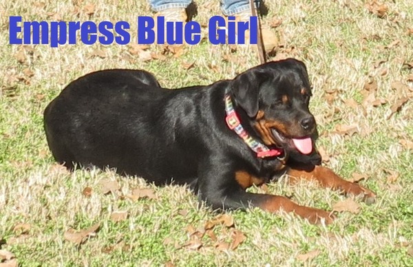 Worf X Empress Blue Female