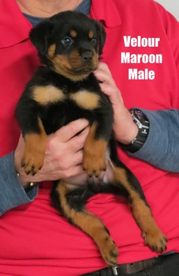 Xanthos X Velour Maroon Male