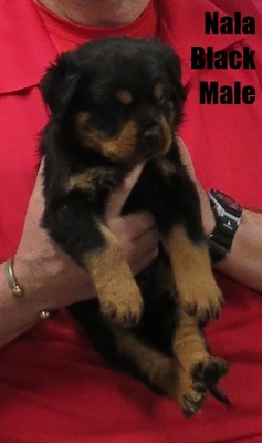 Draco X Nala Black Male with Tail