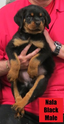 Draco X Nala Black Male with Tail