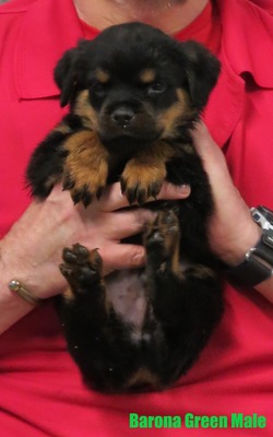 Monaco X Barona Green Male
