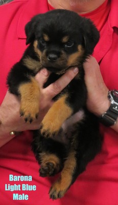 Monaco X Barona Light Blue Male