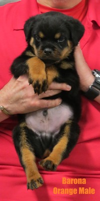 Monaco X Barona Orange Male