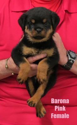 Monaco X Barona Pink Female