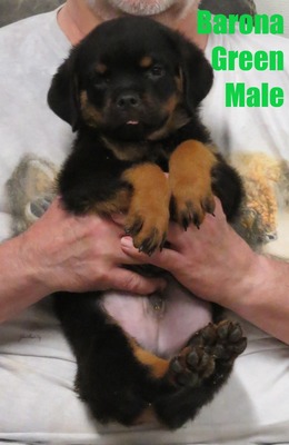 Monaco X Barona Green Male
