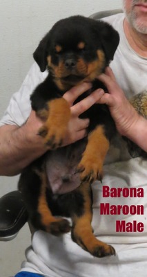 Monaco X Barona Maroon Male