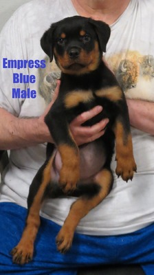 Vader X Empress Blue Male