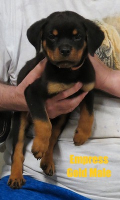 Vader X Empress Gold Male