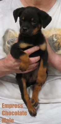Vader X Empress Chocolate Male