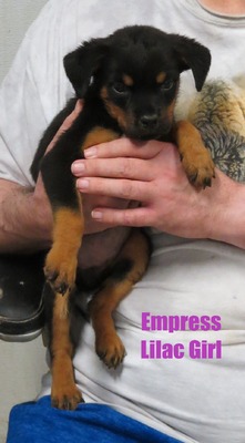 Vader X Empress Lilac Female