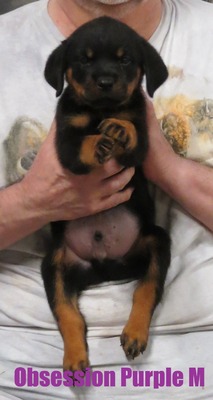 Amarok X Obsession Purple Male