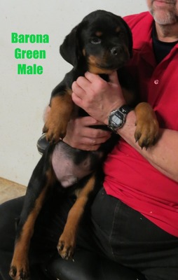 Monaco X Barona Green Male