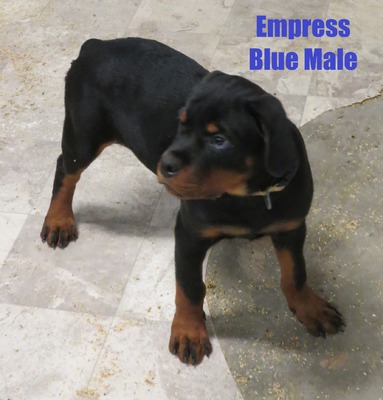 Vader X Empress Blue Male