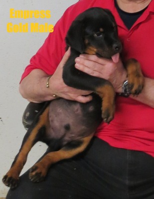 Vader X Empress Gold Male