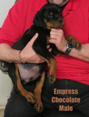 Vader X Empress Chocolate Male