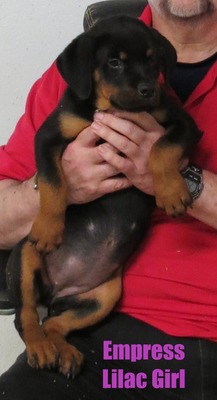 Vader X Empress Lilac Female