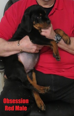 Amarok X Obsession Red Male