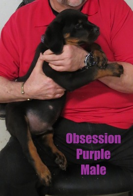 Amarok X Obsession Purple Male
