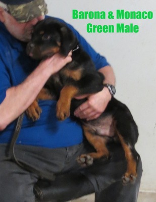 Monaco X Barona Green Male
