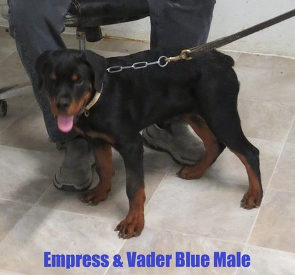 Vader X Empress Blue Male