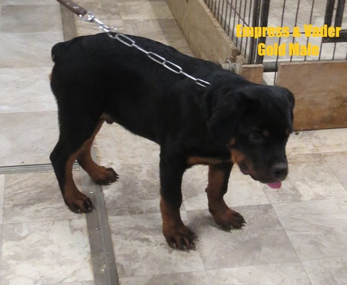 Vader X Empress Gold Male