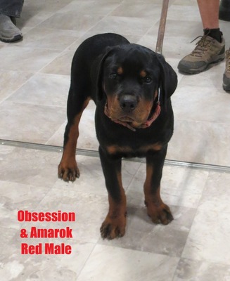 Amarok X Obsession Red Male