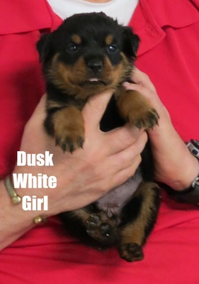 Radek X Dusk White Female