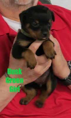 Radek X Dusk Green Female