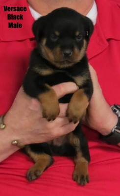 Cerberus X Versace Black Male
